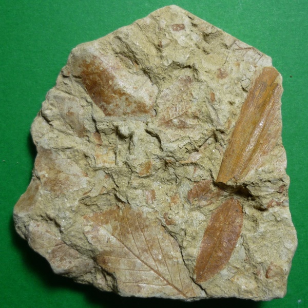 Fossili foglie 1